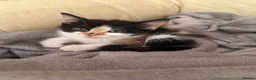 Mixed Breed cats for sale: 3 female kittens 10 weeks old - Advert 3