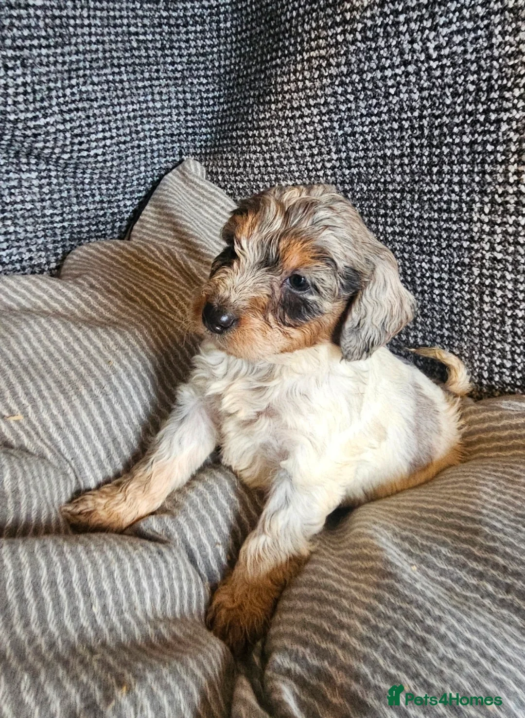 Cockapoo dogs for sale: Cockerapoo puppies merle F1 - Advert 3