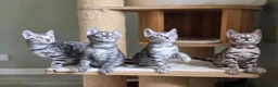 Bengal cats for sale: Gorgeous Health Tested Bengal Kittens  - Advert 14