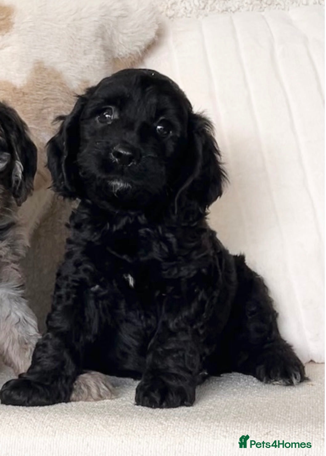 Cockapoo dogs Beautiful Cockapoo puppies  - Advert 1