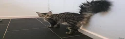 Maine Coon cats for sale: Ready now adorable maine coon Kittens 2 boys - Advert 1