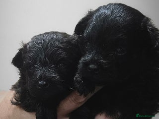 Pomapoo dogs for sale - Advert 1