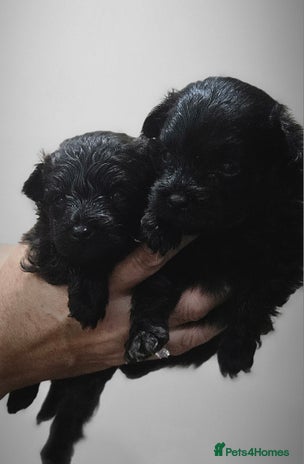 Pomapoo dogs - Advert 3