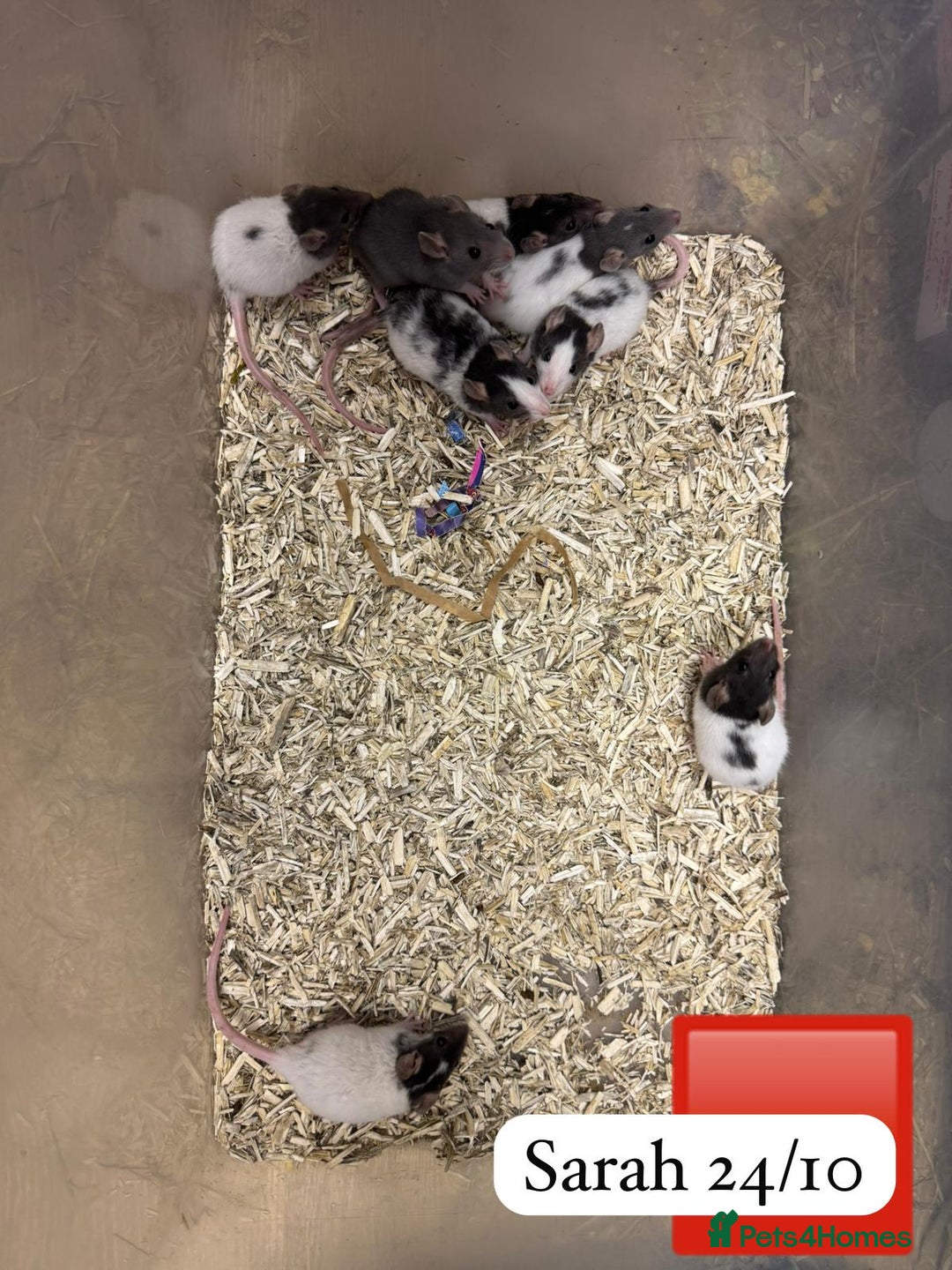 Rat rodents for sale: Beautiful baby full size and dwarf rats ready 9Dec - Advert 10