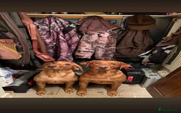 Labrador Retriever dogs for sale: Kc Registered Red Labradors - Image 10