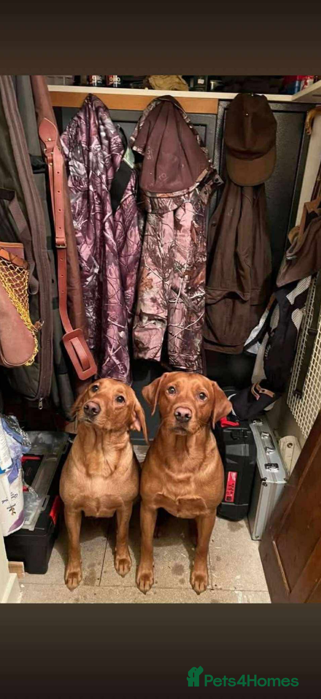Labrador Retriever dogs for sale: Kc Registered Red Labradors - Image 10