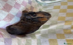 Griffon Bruxellois dogs for sale: Exceptionally confident beautys - Image 11