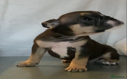 English Bulldog dogs for sale: KC registered English Bulldog Puppies  - Image 5