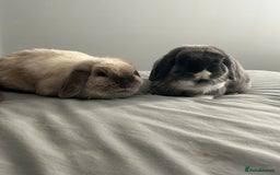 Mini Lop rabbits for sale: 2 female 1 male to be rehomed  - Image 6
