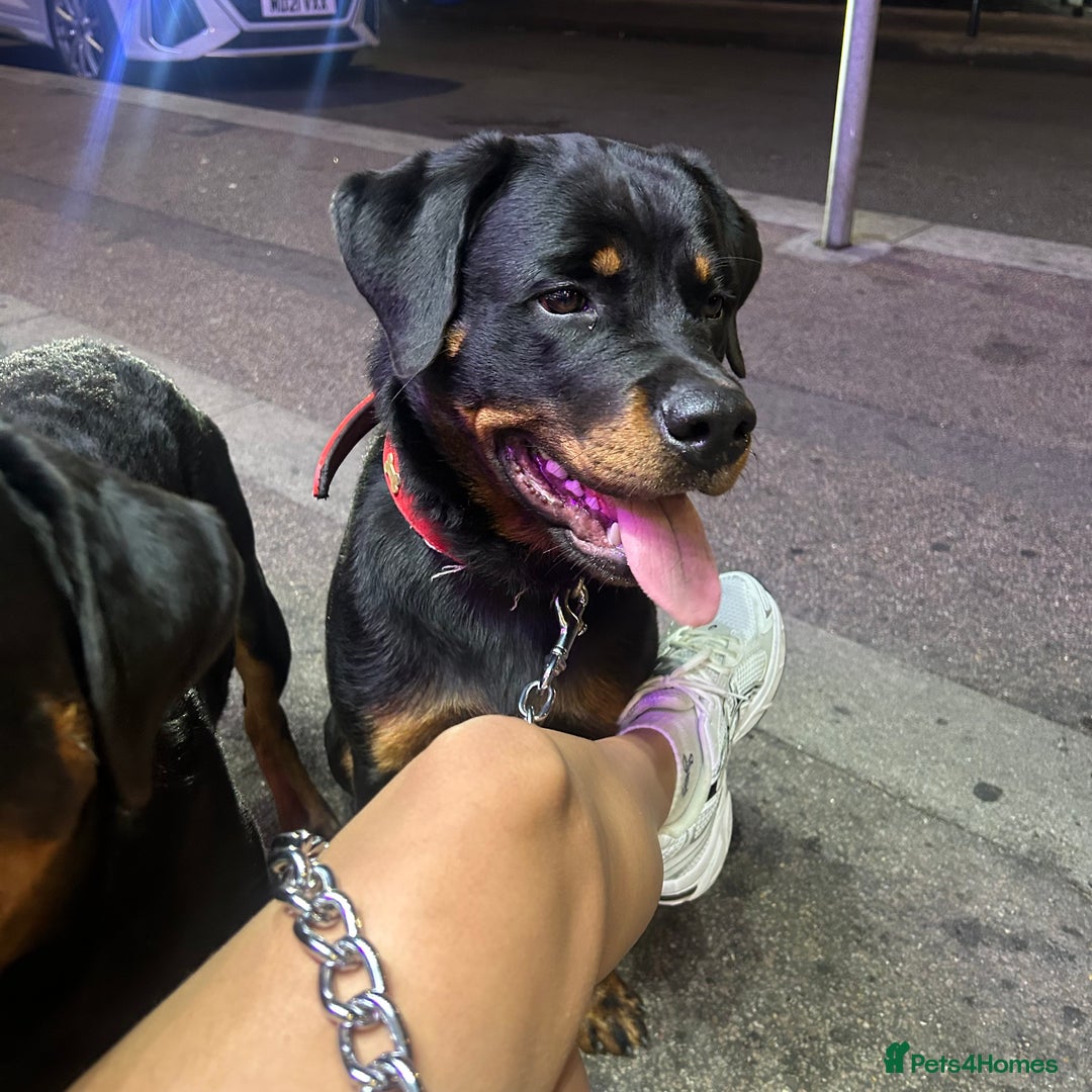 Rottweiler dogs for sale: Rottweiler  - Image 4