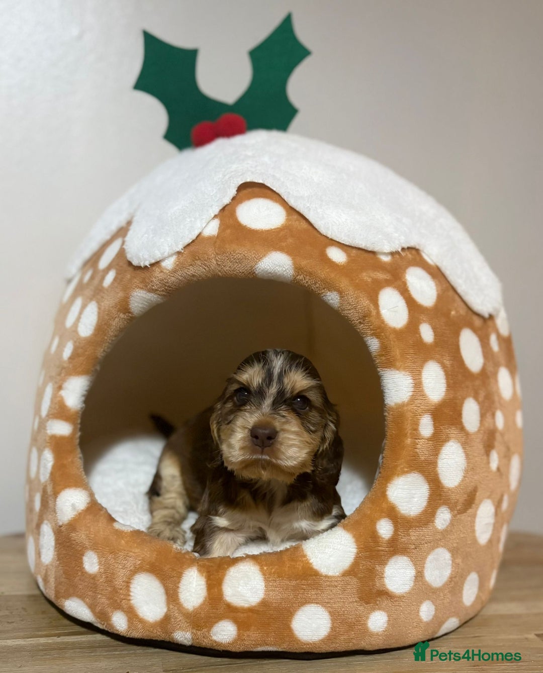 Cocker Spaniel dogs for sale: Extensively health tested, cocker spaniels. - Advert 3