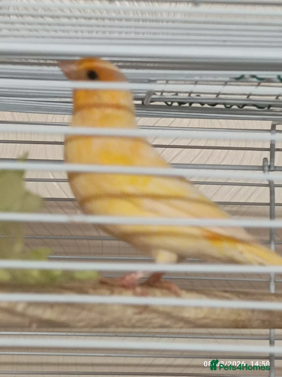 Canaries birds for sale: Canary MALES - Advert 15