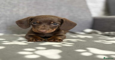 Dachshund dogs - Advert 13