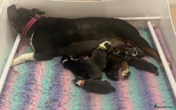Olde English Bulldogge dogs for sale: ‼️⭐️LAST 2⭐️‼️OEB PUPS- Jabbed & Chipped - Image 6