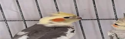 Cockatiels birds for sale: Baby Cockatiels - Advert 3