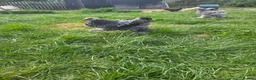Chickens poultry for sale: Giant Dark Brahma Cockerals - Advert 2