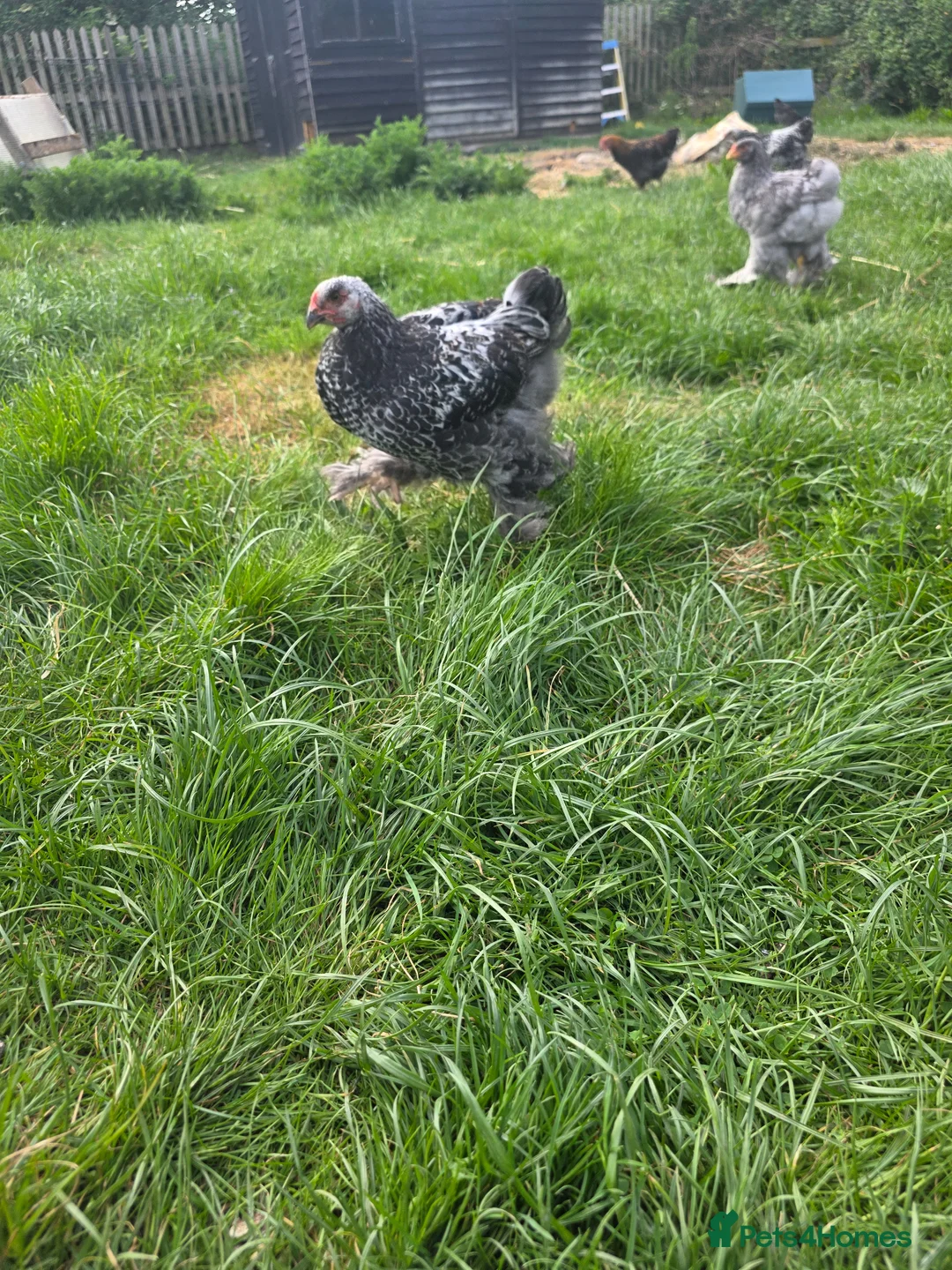 Chickens poultry for sale: Giant Dark Brahma Cockerals - Advert 2