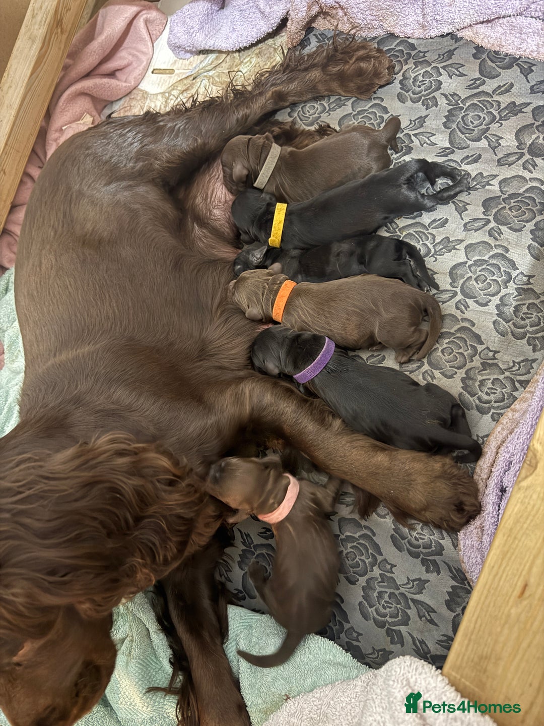 Cocker Spaniel dogs for sale: 6 beautiful Cocker Spaniel puppies.  - Advert 3