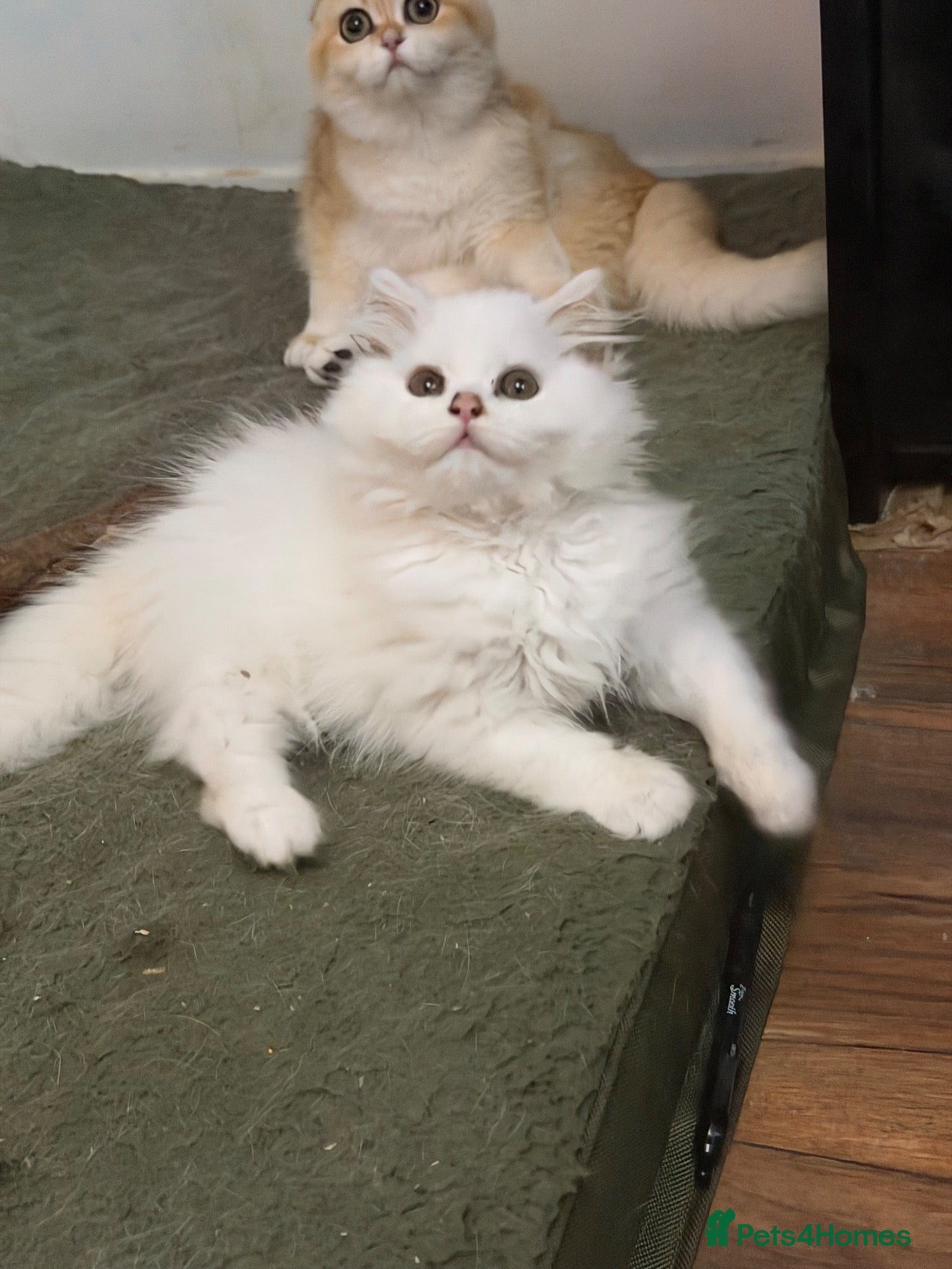 British Longhair cats for sale: Beautiful British Longhair Kittens – Boy & Girl - Advert 24