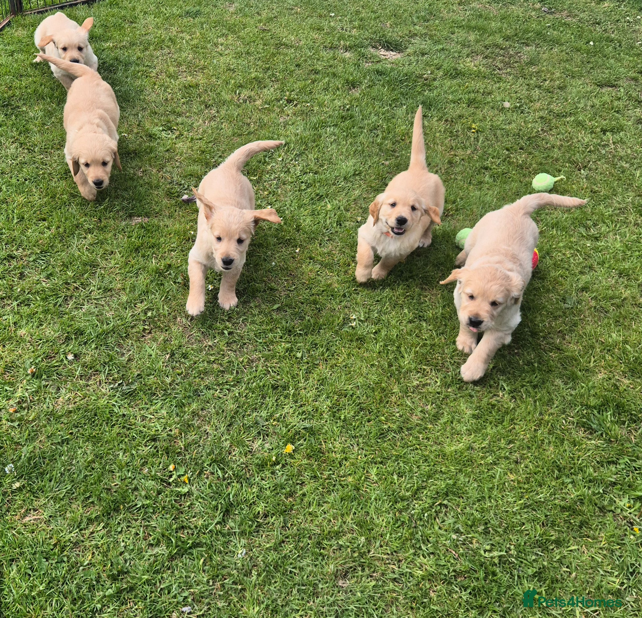 Golden Retriever dogs for sale: KC GOLDEN RETRIEVER PUPPIES HEALTH TESTED PARENTS  - Advert 3