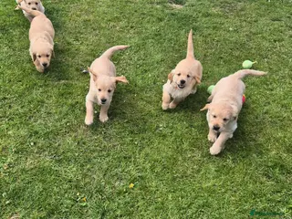Golden Retriever dogs for sale: KC GOLDEN RETRIEVER PUPPIES HEALTH TESTED PARENTS - Advert 3