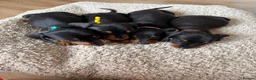 Dachshund dogs for sale: Miniature dachshund - Advert 3