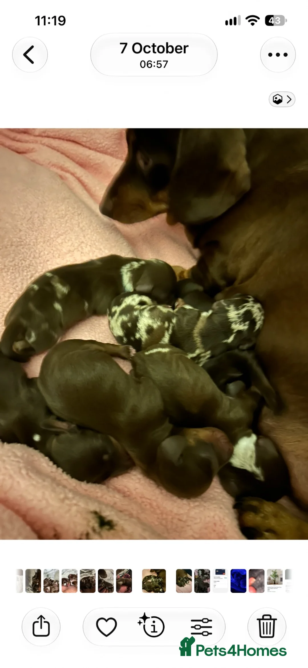 Miniature Dachshund dogs for sale: 6 beautiful mini dachshunds  - Advert 6