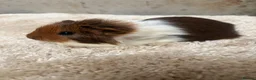 Guinea Pig rodents for sale: Baby Guinea pigs - Advert 6