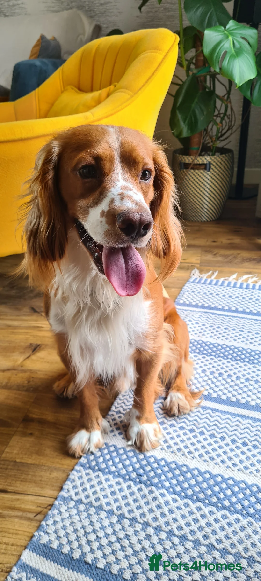 Cocker Spaniel dogs for stud: Working cockier spaniel stud  in Birkenhead - Advert 2
