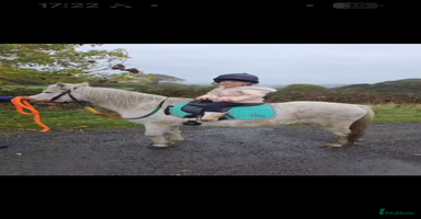 Welsh Section A horses 11.2 registered section A gelding  - Advert 6