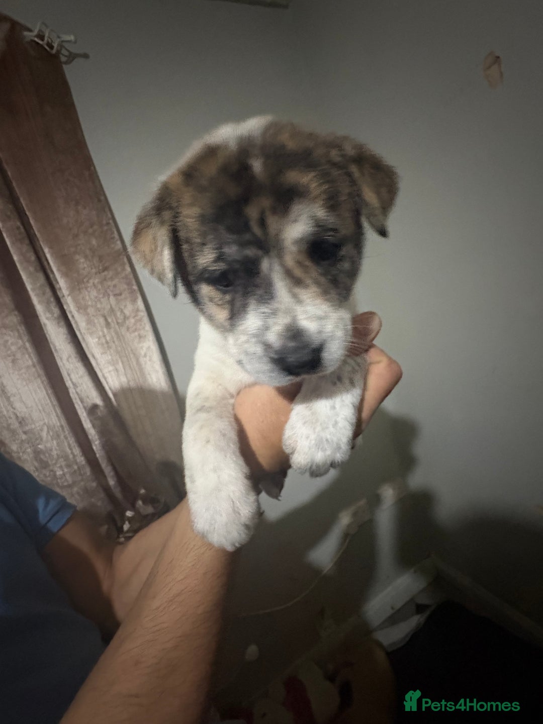 Mixed Breed dogs for sale: american akita  - Advert 29