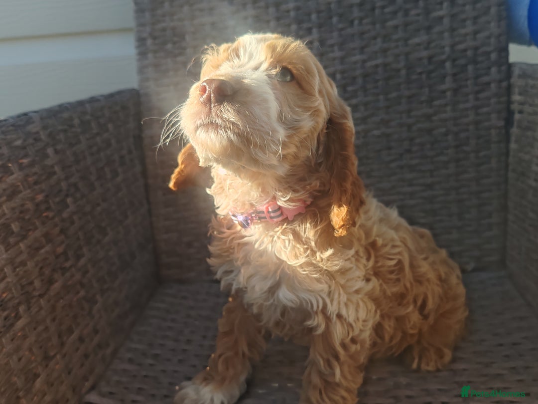 Cockapoo dogs for sale: Cockapoo puppies - Image 11