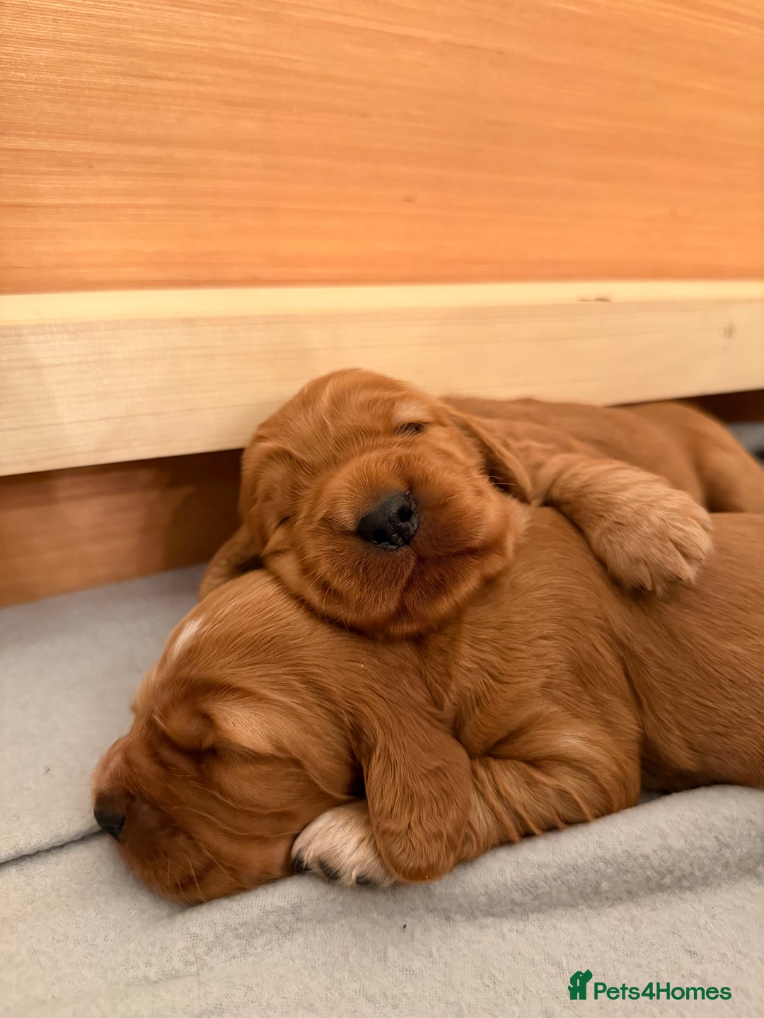 Cocker Spaniel dogs for stud: Stunning KC red show cocker spaniel for stud - Advert 6