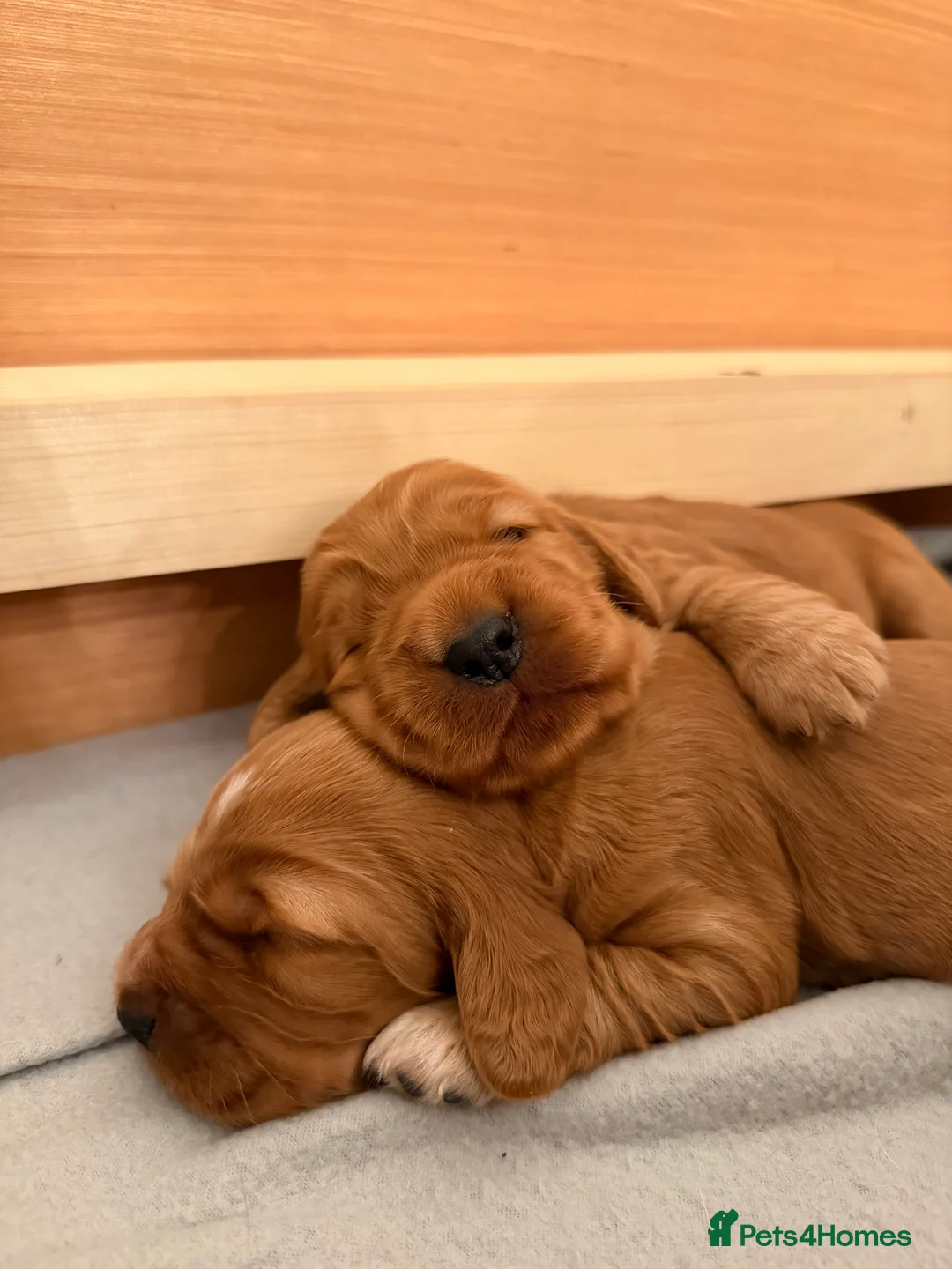 Cocker Spaniel dogs for stud: Stunning KC red show cocker spaniel for stud - Advert 6