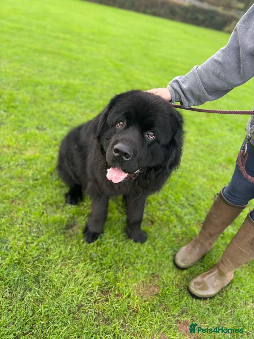 Newfoundland dogs for stud: Yogi  - Image 1