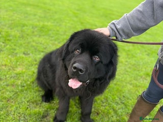 Newfoundland dogs for stud - Advert 1