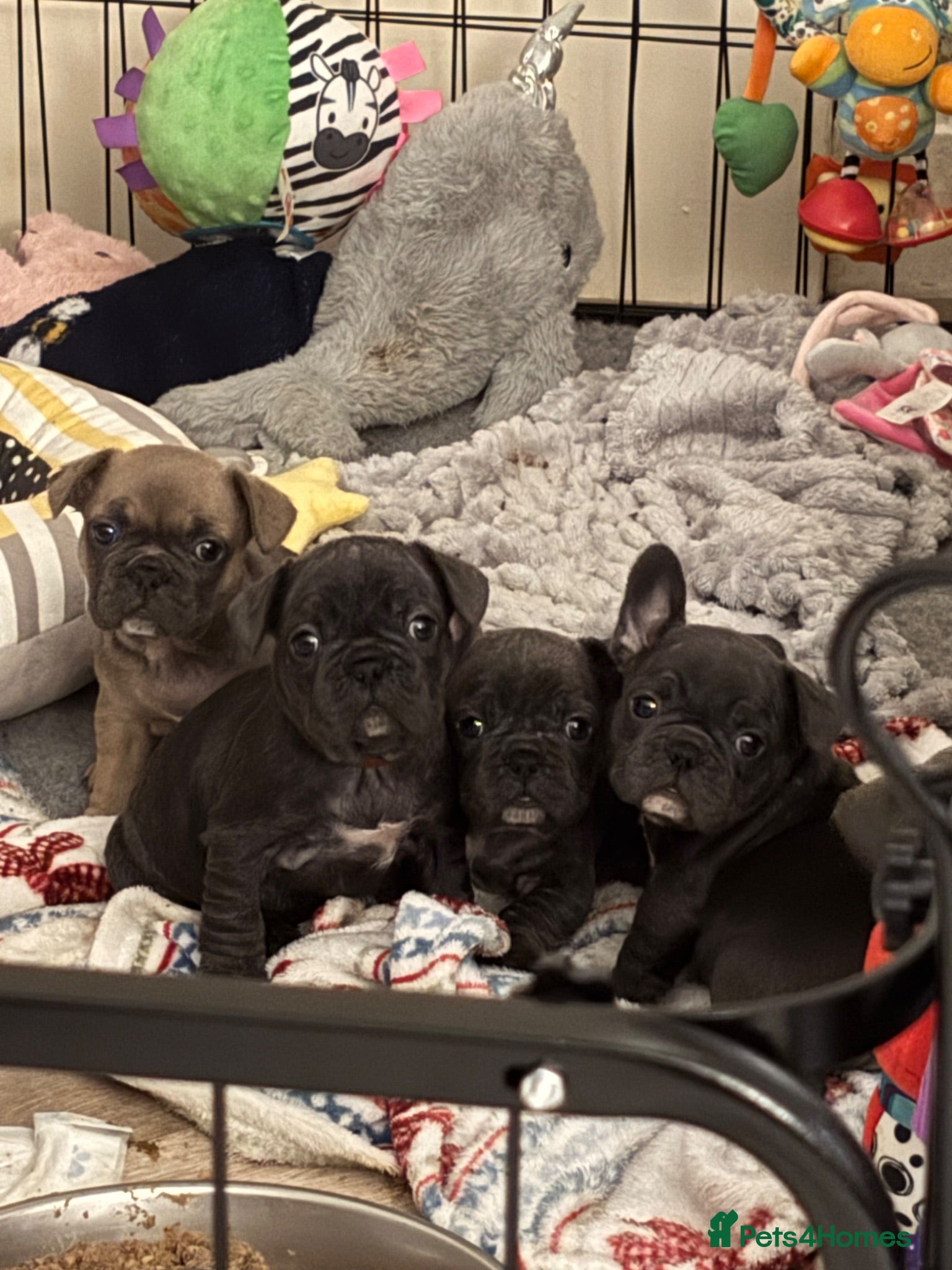 French Bulldog dogs Frenchie pups Ready on Friday - Advert 1
