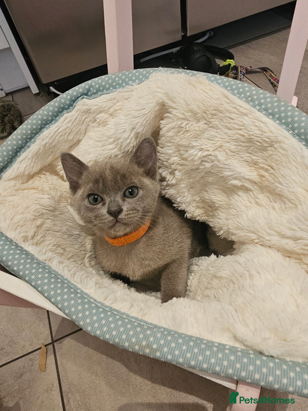 Burmese cats for stud: Midas and Oscar GCCF registered studs  - Advert 9