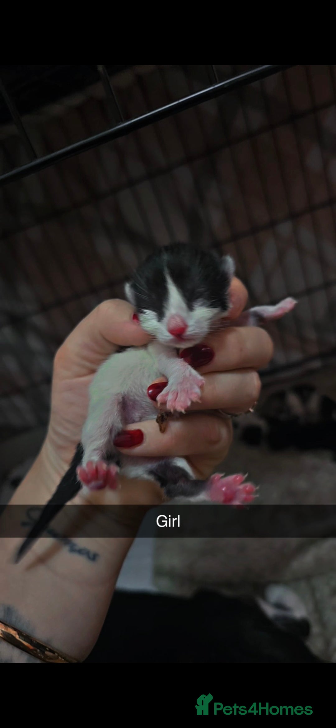 Mixed Breed cats for sale: 🦌 Bambi theme litter - Unique Tuxedo Kittens - Image 4