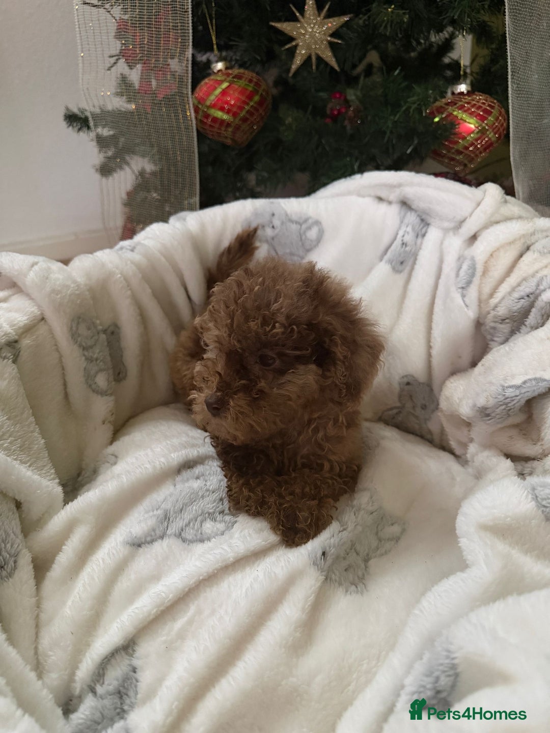 Cavapoo dogs for sale: Beautiful toy Cavapoo puppies for sale - Advert 1