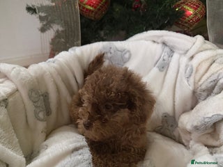 Cavapoo dogs Beautiful toy Cavapoo puppies for sale - Advert 3