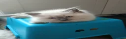 Ragdoll cats for sale: 🌸🌸 BEAUTIFUL RAGDOLL 🌸🌸ALL AVAILABLE 🌸🌸 - Advert 14
