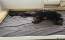 Mixed Breed dogs for sale: BEDLINGTON X COCKERPOO 4 GORGEOUS GIRLS!! - Advert 5