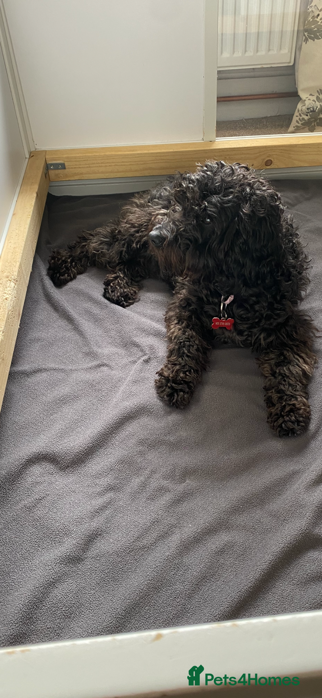 Mixed Breed dogs for sale: BEDLINGTON X COCKERPOO 4 GORGEOUS GIRLS!! - Advert 5