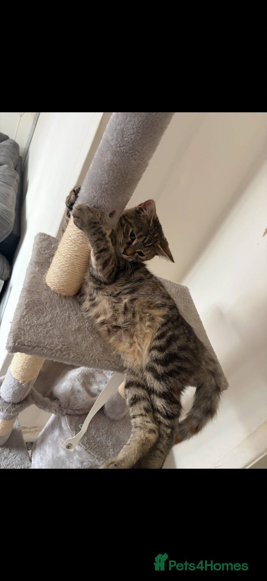 Mixed Breed cats 2 little girls x  - Advert 9