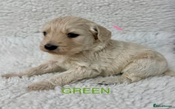 Goldendoodle dogs for sale: 💛F1 Castlecorrie Goldendoodle💛 - Advert 7