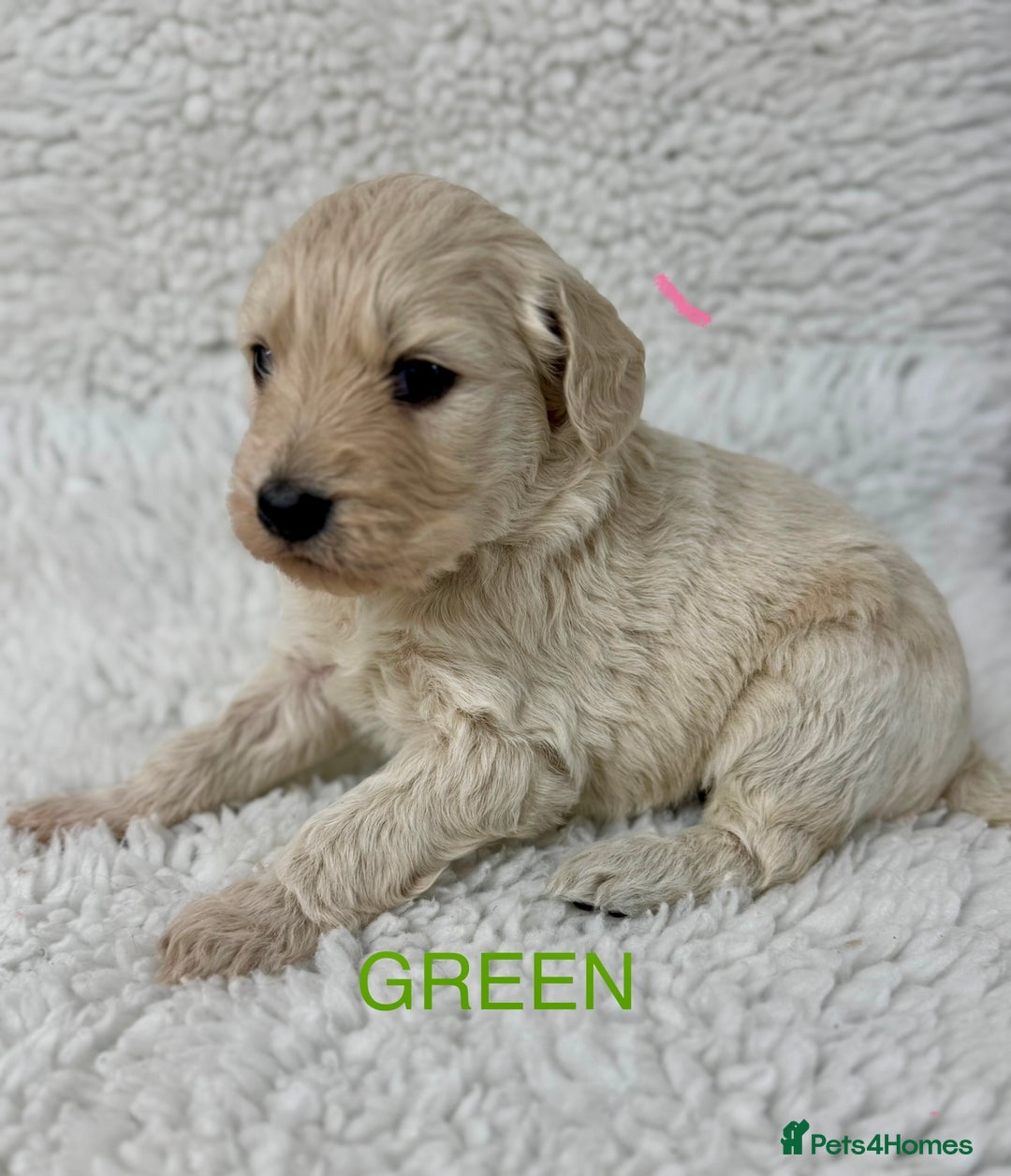 Goldendoodle dogs for sale: 💛F1 Castlecorrie Goldendoodle💛 - Advert 7