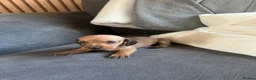 Dachshund dogs for sale: Beautiful dachshund puppies - Advert 8