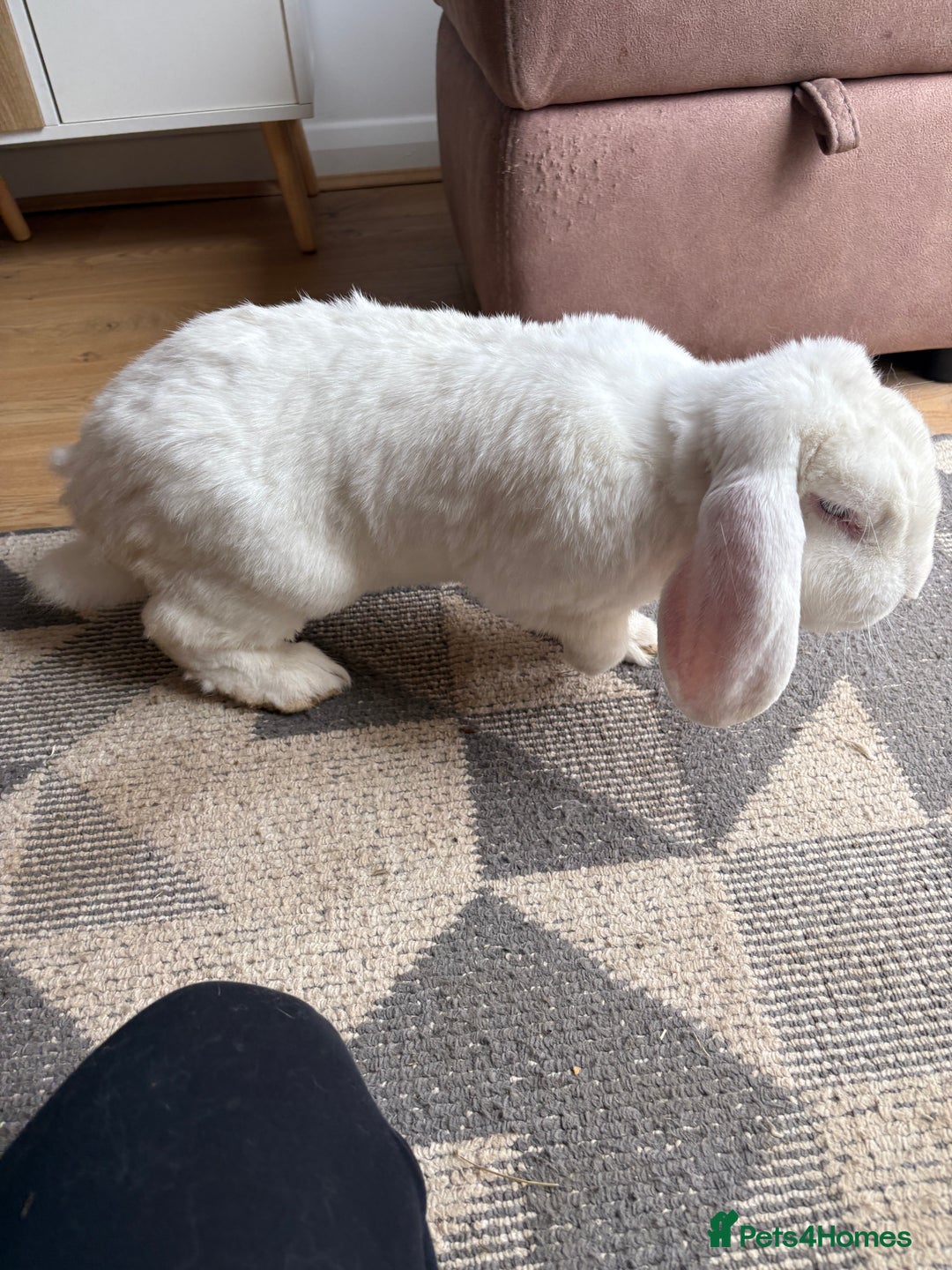 French Lop rabbits for sale: Male French lop - Image 3