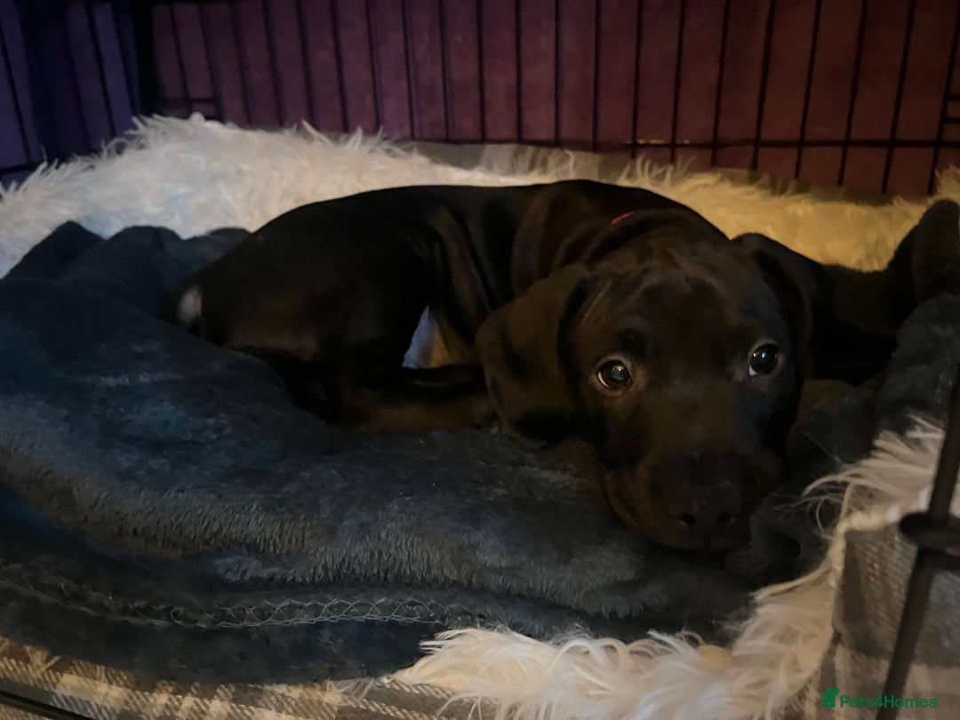 Mixed Breed dogs for sale: Staffy x for rehome ‼️ - Image 7